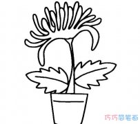 手绘菊花盆摘怎么画简单易学_菊花简笔画图片