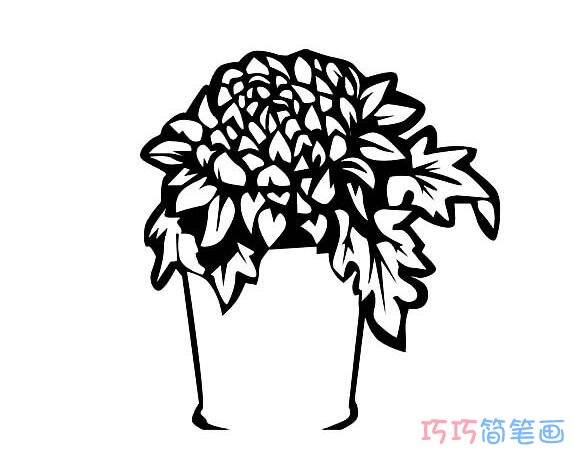 菊花盆摘要怎么画简洁易学_菊花简笔画图片