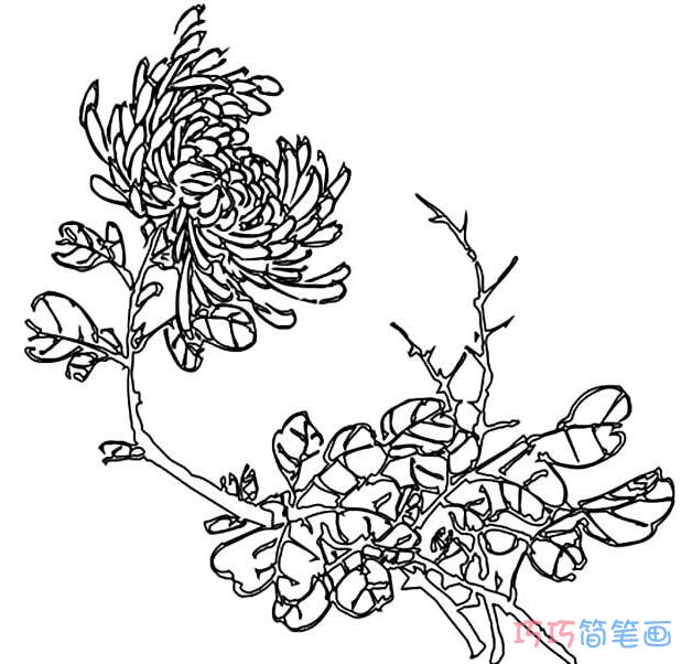 手绘菊花怎么画好看简单_菊花简笔画图片