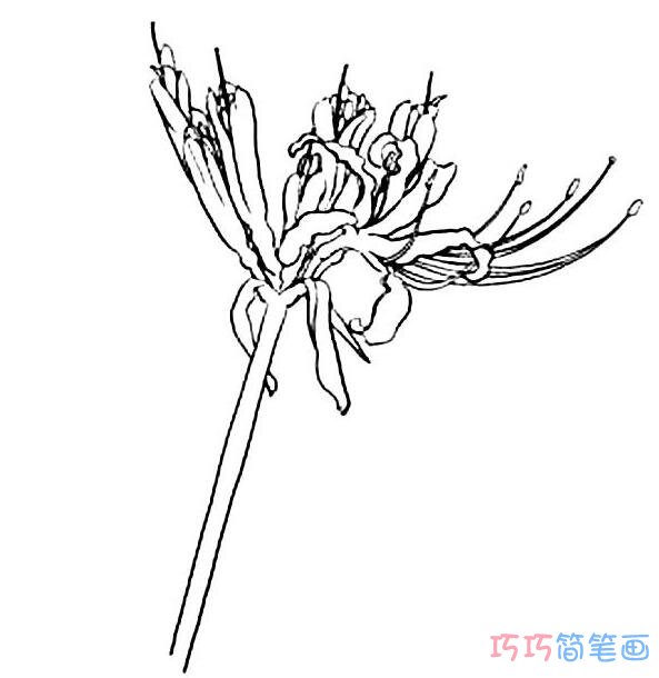 彼岸植物花怎么画简单_彼岸花简笔画图片