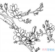 玉兰花手绘怎么画简单易学_玉兰花简笔画图片