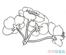 儿童卡通梅花怎么画简单易学_梅花简笔画图片