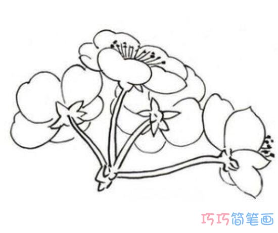 梅花怎么画简洁易学_梅花简笔画图片