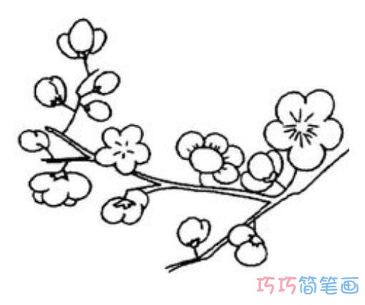 梅花怎么画简洁易学_梅花简笔画图片