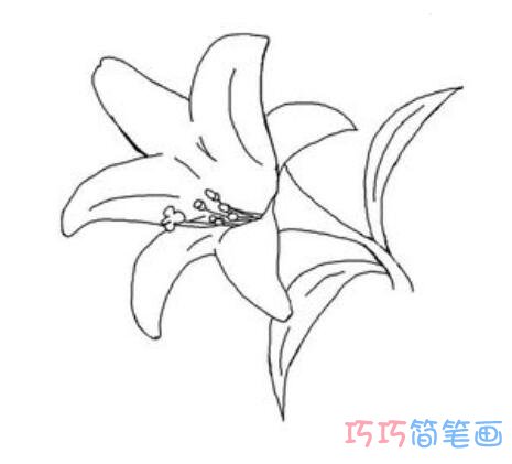 百合花怎么画好看可爱_百合花简笔画图片