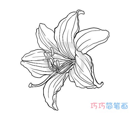 卡通百合花怎么画好看简单_百合花简笔画图片