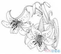 手绘百合花怎么画素描简单漂亮_百合花简笔画图片