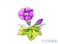 涂色牵牛花怎么画简单好看_彩色牵牛花简笔画图片