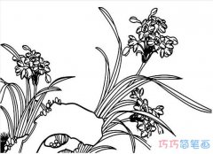 素描水仙花怎么画简单漂亮_水仙花简笔画图片