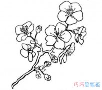 冬天梅花怎么画简单易学_手绘梅花简笔画图片