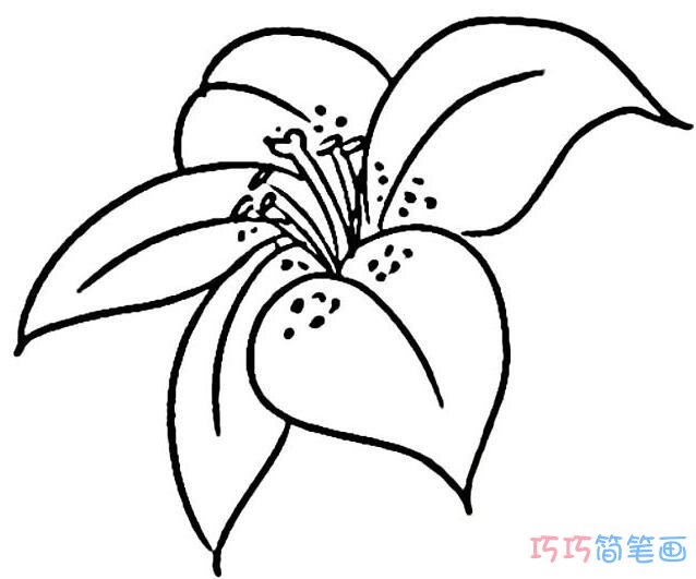 手绘百合花怎么画简单_百合花简笔画图片