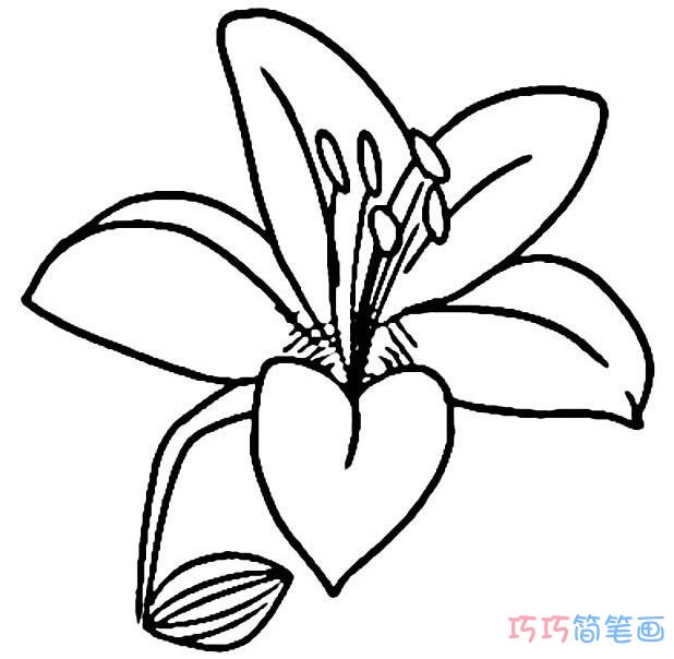 手绘百合花怎么画简单_百合花简笔画图片