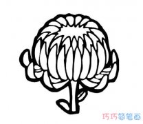 手绘菊花怎么画简单好看_菊花简笔画图片