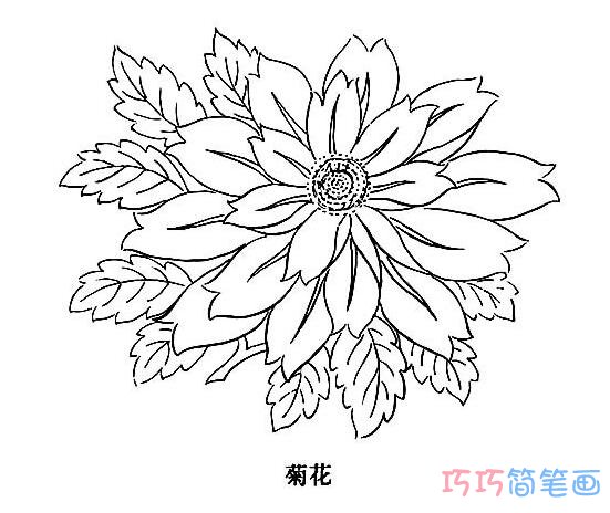 菊花怎么画简单好看_菊花简笔画图片