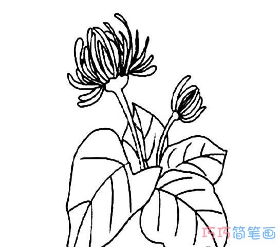  手绘菊花怎么画简洁易学_菊花简笔画图片