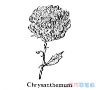 儿童素描菊花的画法简单漂亮_菊花简笔画图片