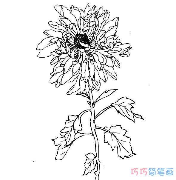 素描菊花要怎么画简单好看_菊花简笔画图片