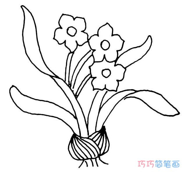 水仙花怎么画简单易学_水仙花简笔画图片