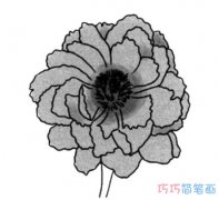 素描牡丹花的画法简单漂亮_牡丹花简笔画图片