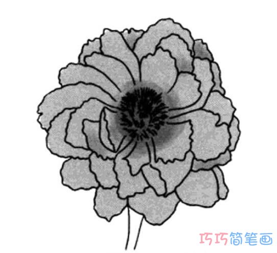 素描牡丹花怎么画好看_牡丹花简笔画图片