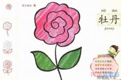 红牡丹花的画法手绘带步骤图_彩色牡丹简笔画图片