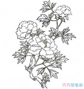 手绘漂亮牡丹花怎么画素描好看_牡丹花简笔画图片