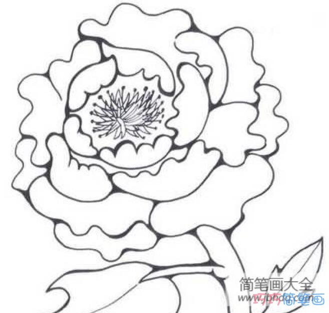 牡丹花怎么画可爱_牡丹花简笔画图片