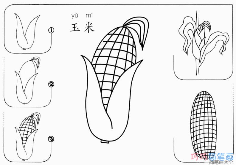 幼儿玉米怎么画简单_带步骤图玉米简笔画图片