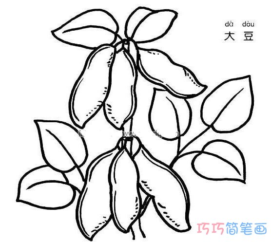 大豆简笔画生长图片