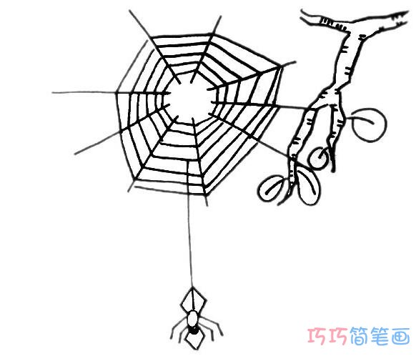 蜘蛛怎么画好看简单_蜘蛛简笔画图片