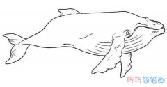 素描鲨鱼怎么画简单好看_鲨鱼的画法简笔画图片