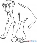 素描猿猴怎么画逼真好看 猴子的画法简笔画图片