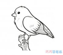 枝头小鸟素描怎么画清晰可爱 小鸟的画法简笔画图片