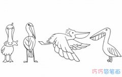 鹈鹕的画法手绘步骤图 怎么画鹈鹕简笔画图片
