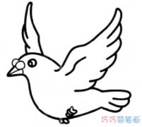 飞翔的鸽子怎么画可爱简单_鸽子简笔画图片