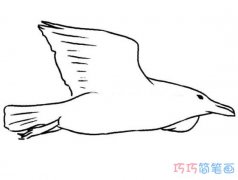 海鸥素描怎么画简单漂亮_卡通海鸥简笔画图片