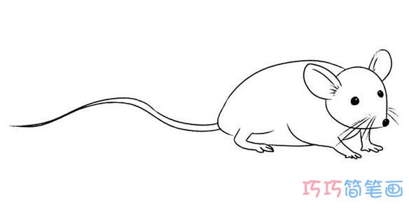 小老鼠素描怎么画可爱易学_小老鼠简笔画图片