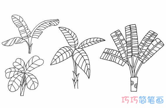 芭蕉树怎么画可爱 带步骤图芭蕉树简笔画图片