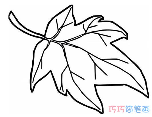 枫树叶子怎么画简单易学 枫叶简笔画图片