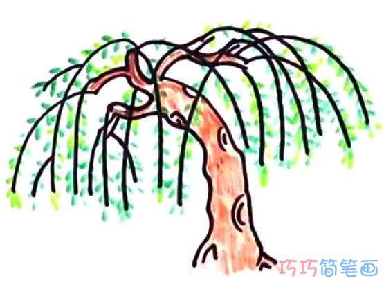 怎么画柳树详细步骤图简笔画教程涂色_柳树简笔画图片