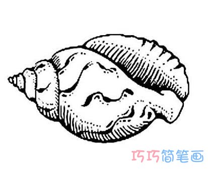 贝壳海螺素描怎么画简笔画教程简单好看