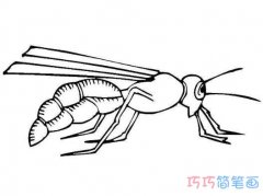 大黄蜂蜜蜂怎么画简笔画教程简单好看