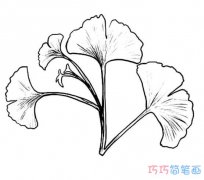 银杏树叶子简笔画怎么画简单好看