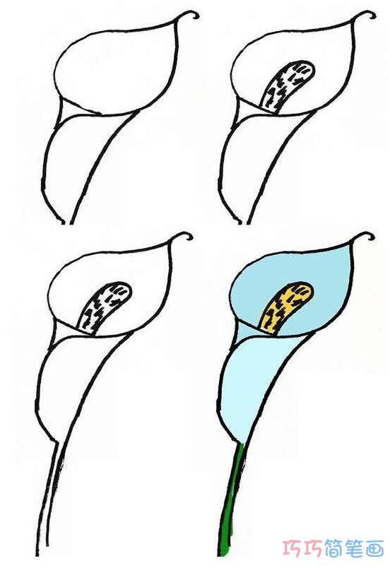 简单马蹄莲的画法步骤 涂上马蹄莲简笔画图片