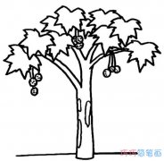 秋天枫树的画法步骤 枫树简笔画图片