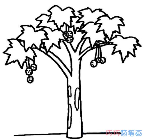 秋天枫树的画法步骤 枫树简笔画图片