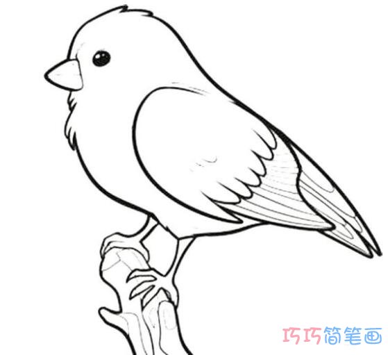 树枝上翠鸟素描怎么画简笔画教程好看