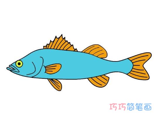 怎么画鲈鱼的画法简笔画教程带颜色