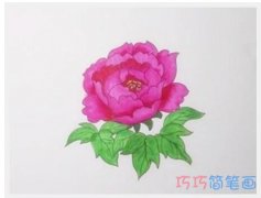 牡丹花的画法步骤图带颜色 牡丹花简笔画图片