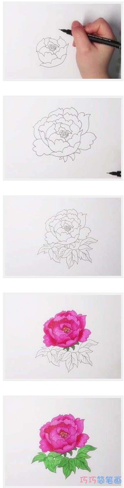 牡丹花的画法步骤图带颜色 牡丹花简笔画图片